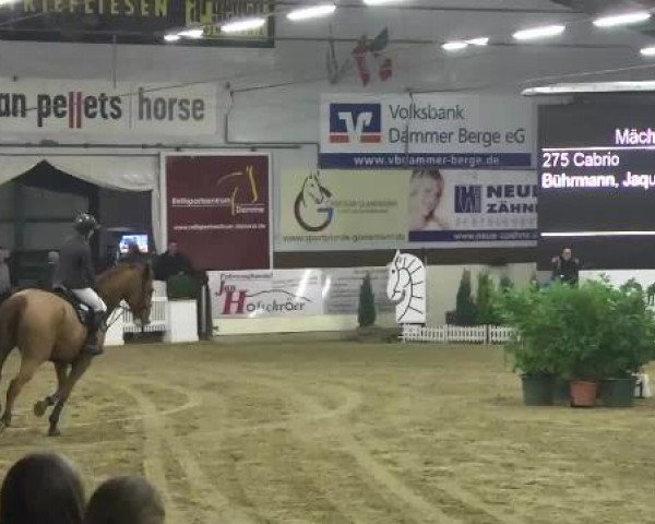 FEI Reitturnier Damme-Neuenwalde (GER) 2014