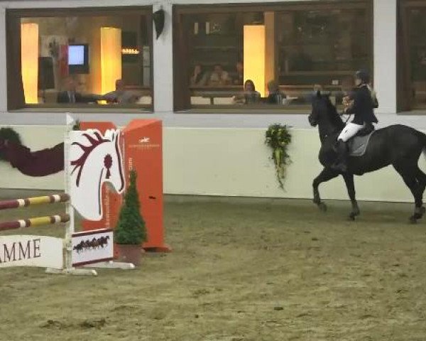 FEI Reitturnier Damme-Neuenwalde (GER) 2014