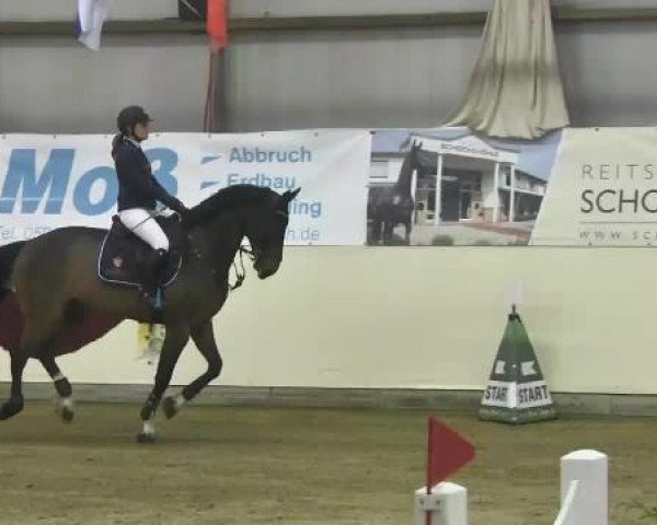 FEI Reitturnier Damme-Neuenwalde (GER) 2014