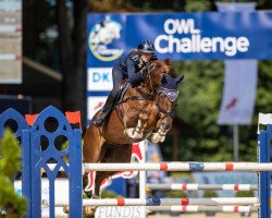 jumper Bynamic's Conthaloubet (Oldenburg show jumper, 2012, from Conthargos)