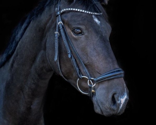 jumper Nanunana 7 (German Sport Horse, 2012, from Dijon)