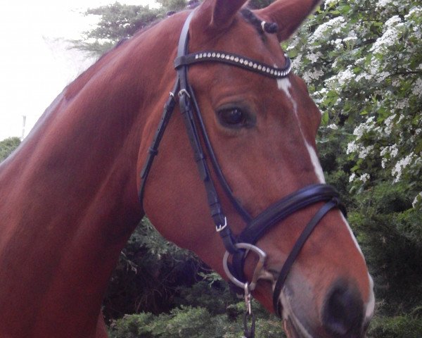 Dressurpferd Penelope 357 (Trakehner, 2011, von Amadelio)