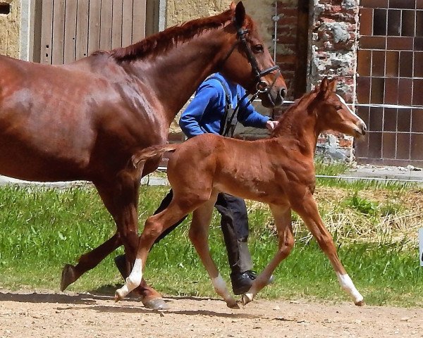 horse Boss (German Sport Horse,  , from Borsalino)