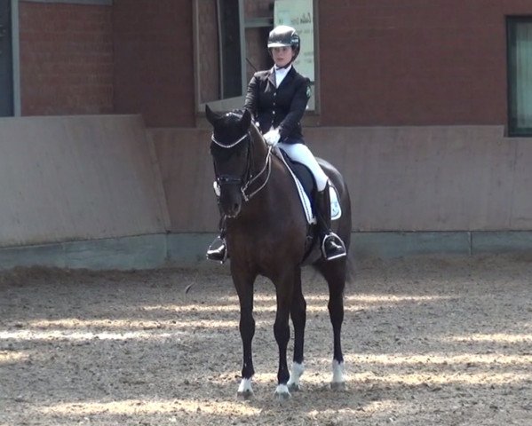 dressage horse Summer Rose OLD (Oldenburg, 2009, from Sir Diamond)