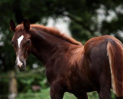 Pferd Hengst von De Angelo / Abanos (Oldenburger, 2019, von De Angelo)