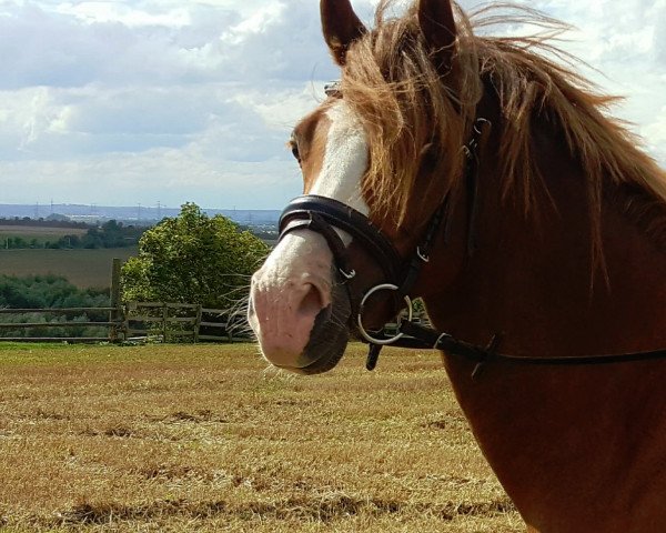 horse Rialto (Welsh-Pony (Section B), 2011, from Raphael)