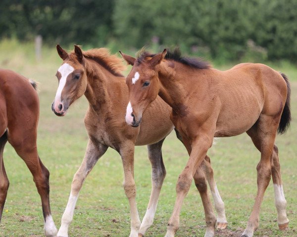dressage horse Quartiermeister 3 (Westphalian, 2013, from Quotenkoenig 2)