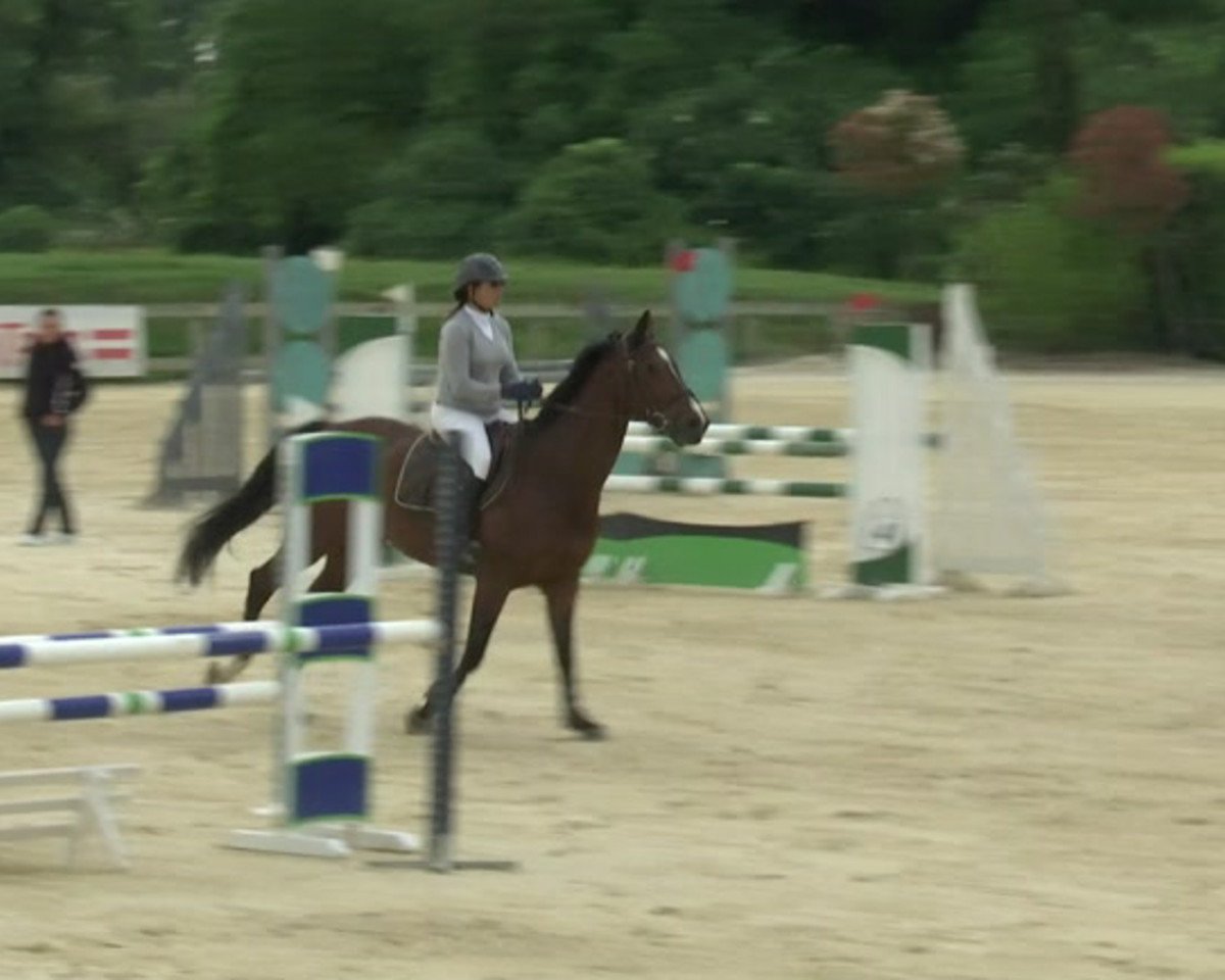 Springpferd Palme du Thot (Selle Français, 2003, von Bandolero M)