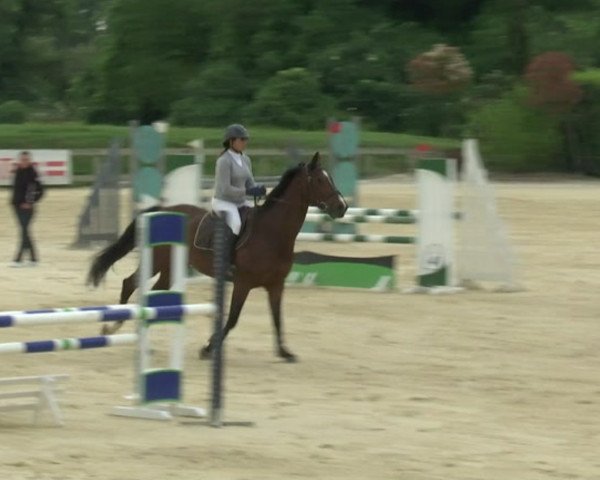 jumper Palme du Thot (Selle Français, 2003, from Bandolero M)