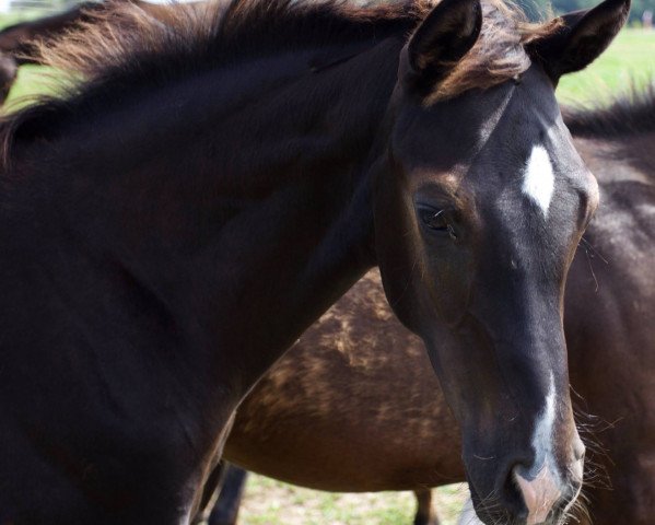 horse Don Vivaldi (Oldenburg, 2017, from Glock's Dream Boy)