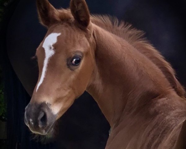 Dressurpferd Simsalabim R (Westfale, 2020, von Selectric)