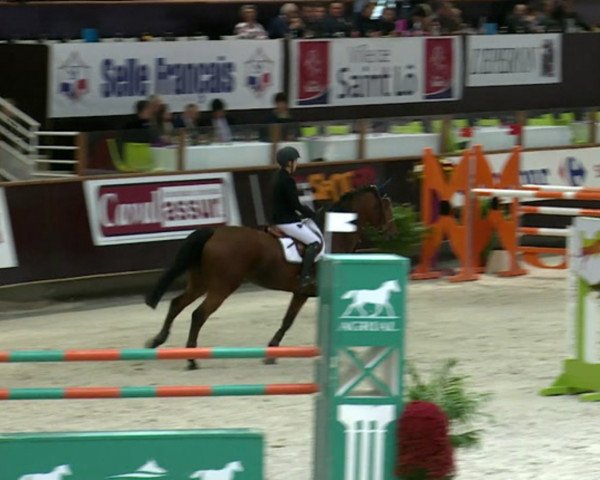 Springpferd Quick du Thot (Selle Français, 2004, von Nidor Platière)