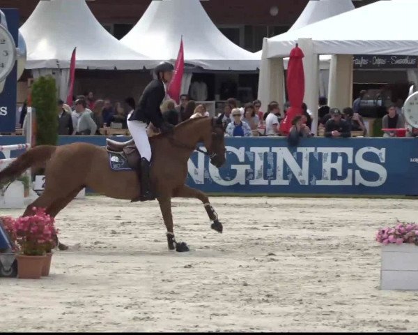 jumper Texas du Thot (Selle Français, 2007, from Allegreto)
