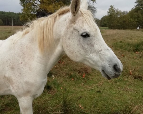 horse Jamil Ibn Moheba EAO (Arabian purebred, 2005, from El Sharif EAO)