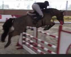 Springpferd Lennox E Z (Zangersheide Reitpferd, 2015, von Latour VDM)