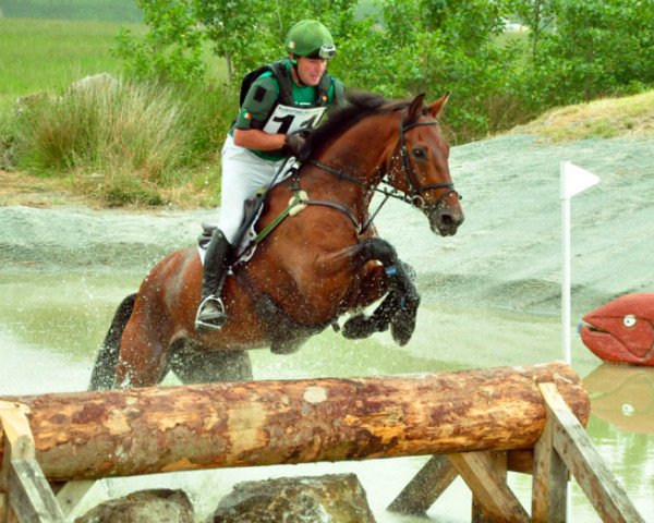 jumper Ballylynch Wizard (Selle Français, 2002, from Kannan)