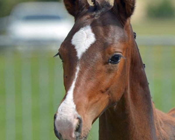 Pferd Taio (Württemberger, 2019, von Birkhof's Topas Fbw)