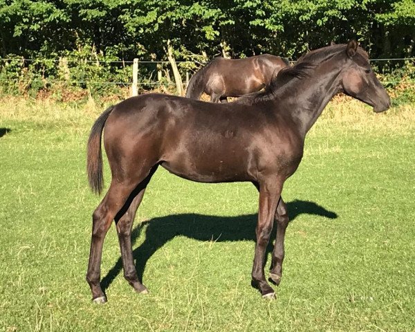 Pferd Vis á Vis (Trakehner, 2020, von Hirtentanz 2)