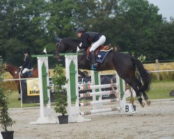 dressage horse Darc Piccolo (Westphalian, 2006, from Dream On)