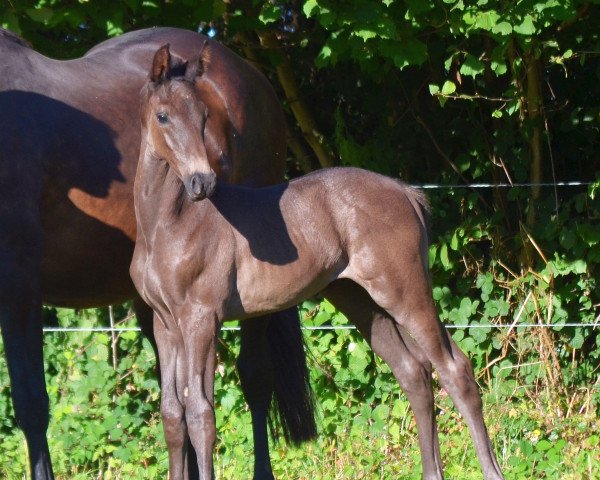 jumper Undercut (Trakehner, 2020, from Integer)