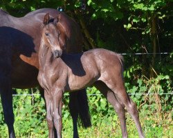 jumper Undercut (Trakehner, 2020, from Integer)