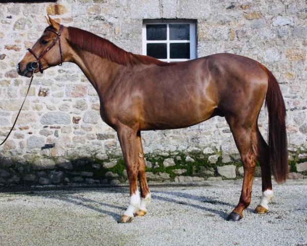 horse Houston du Thot (Selle Français, 2017, from Vigo Cécé)