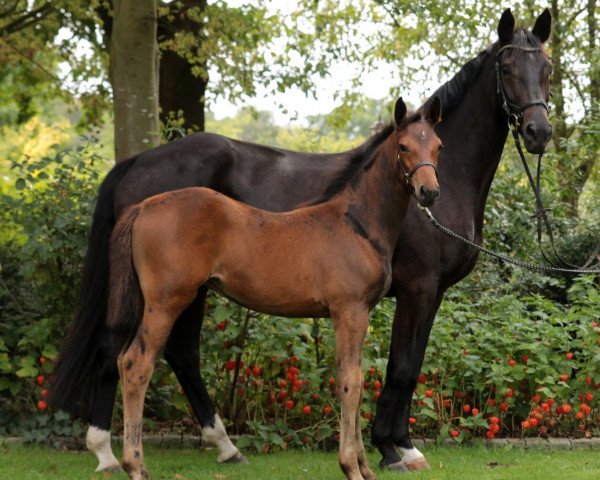 Pferd Zapperlotti (Rheinländer, 2019, von Zinedream)