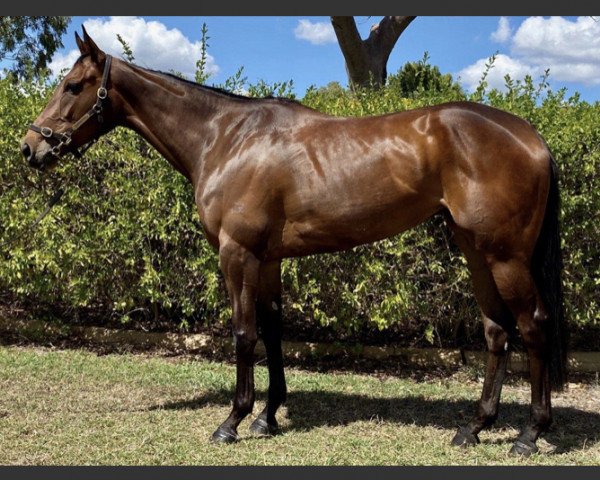 horse Echo Luna xx (Thoroughbred, 2017, from Sea the Moon xx)