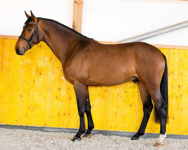 stallion Dallas K (Oldenburg show jumper, 2011, from Diarado)
