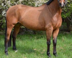 dressage horse Bellissima 58 (Westphalian, 2012, from Palmares)