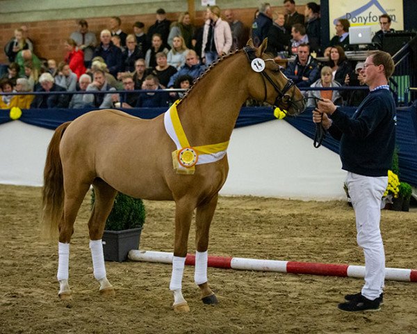 stallion Sophienhöhs Cartier (German Riding Pony, 2017, from Kastanienhof Cockney Cracker)