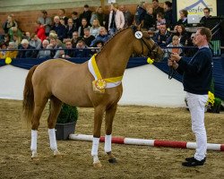 stallion Sophienhöhs Cartier (German Riding Pony, 2017, from Kastanienhof Cockney Cracker)