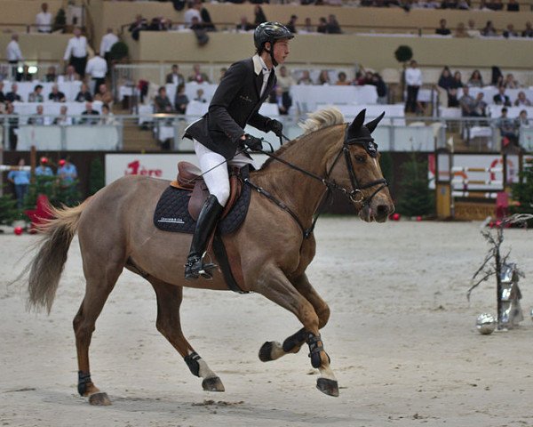jumper Mighty de Riverland (Selle Français, 2000, from Shogoun II)