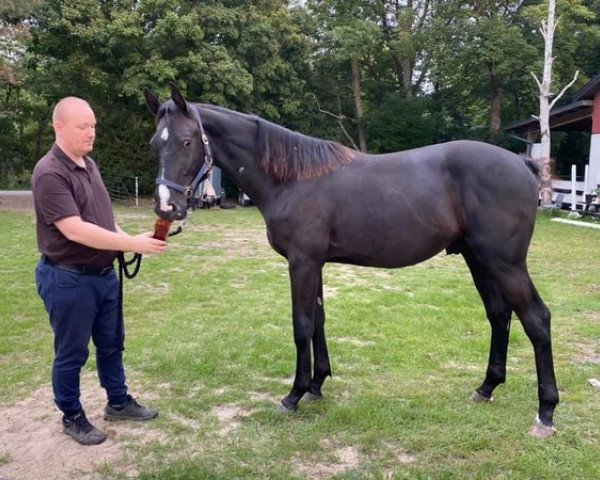 Pferd Fabulous Fabian (Dänisches Warmblut, 2019, von Favorit Ask)