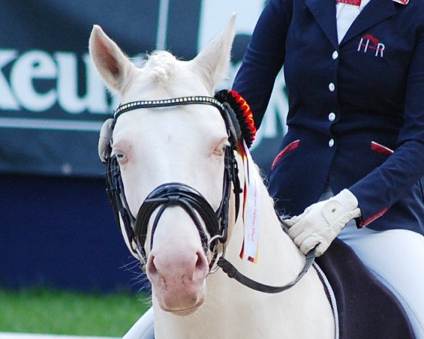 stallion Golden West NRW (German Riding Pony, 2011, from HET Golden Dream)