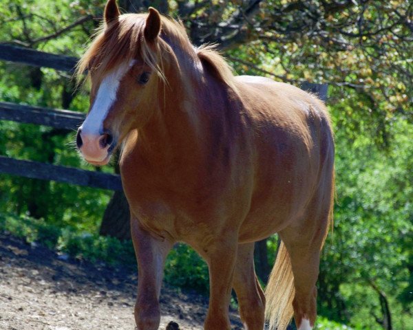 horse Ricardo (Welsh-Pony (Section B), 2009, from Firwood's Lord Riordon)
