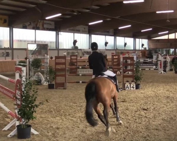 Hallen-Jugend-Springturnier Südlohn-Oeding 2014