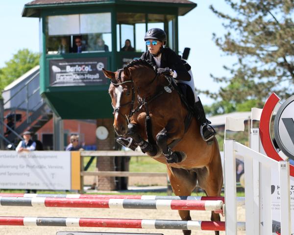 Jumper Gräfin of Conthargos (Oldenburger Jumping Horse, 2019, from Conthargos)