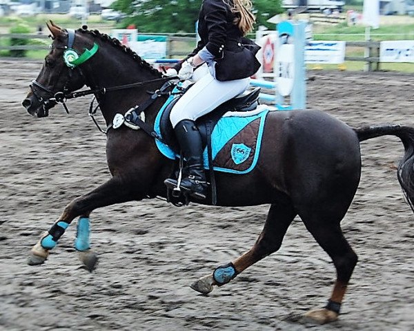 jumper Fair Play (German Riding Pony, 1993, from Patrick)