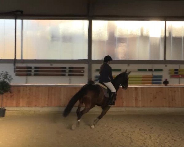Hallen-Jugend-Springturnier Südlohn-Oeding 2014