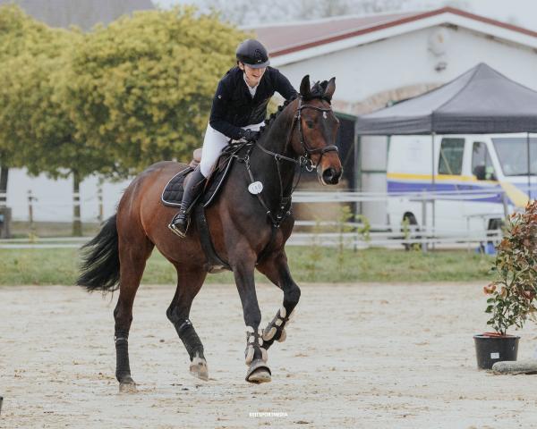 Jumper Don Luxor (Hanoverian, 2013, from Don Index)