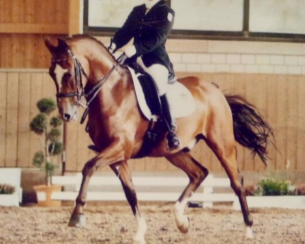 Dressurpferd Nicolaison (Deutsches Reitpony, 1997, von Naron 1 RP)