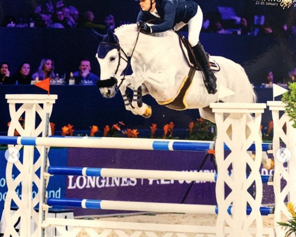 broodmare Centolina RB (Holsteiner, 2008, from Cento)