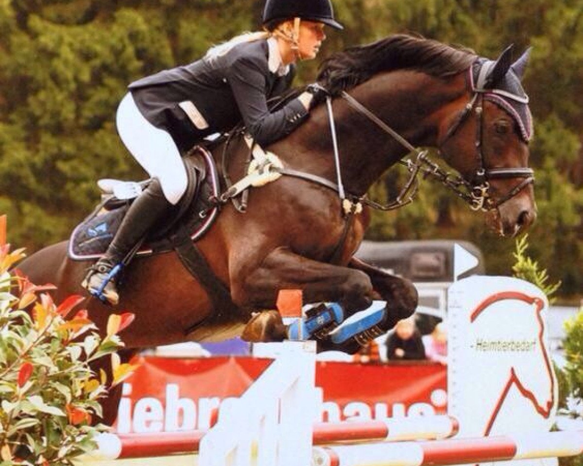 stallion Hosco (Holsteiner, 2004, from Heraldik xx)