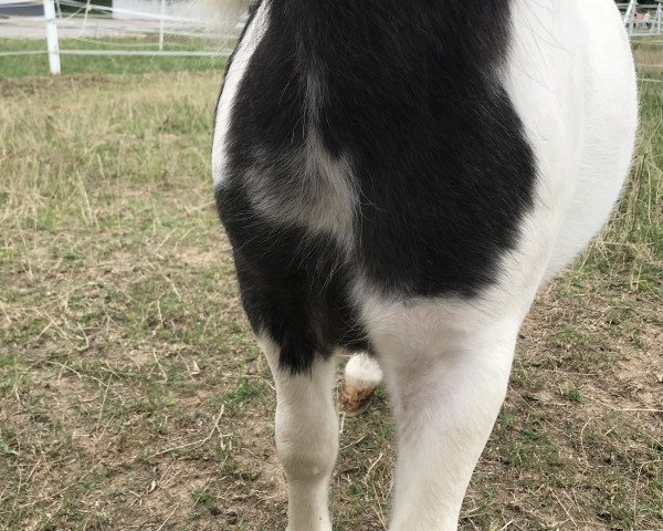 horse Tabaluga (Dt.Part-bred Shetland pony, 2019)