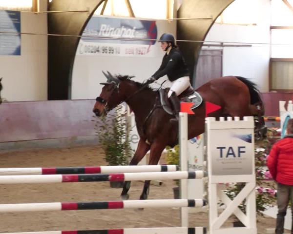 Reitturnier Viernheim 2026