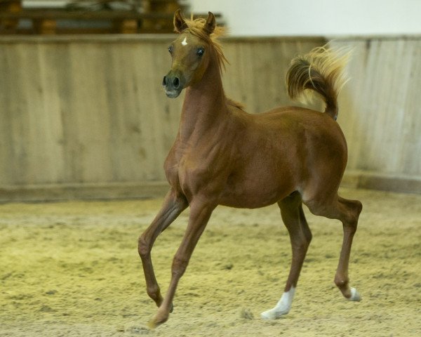 horse Pablo (Arabian purebred, 2020, from Lamandro)