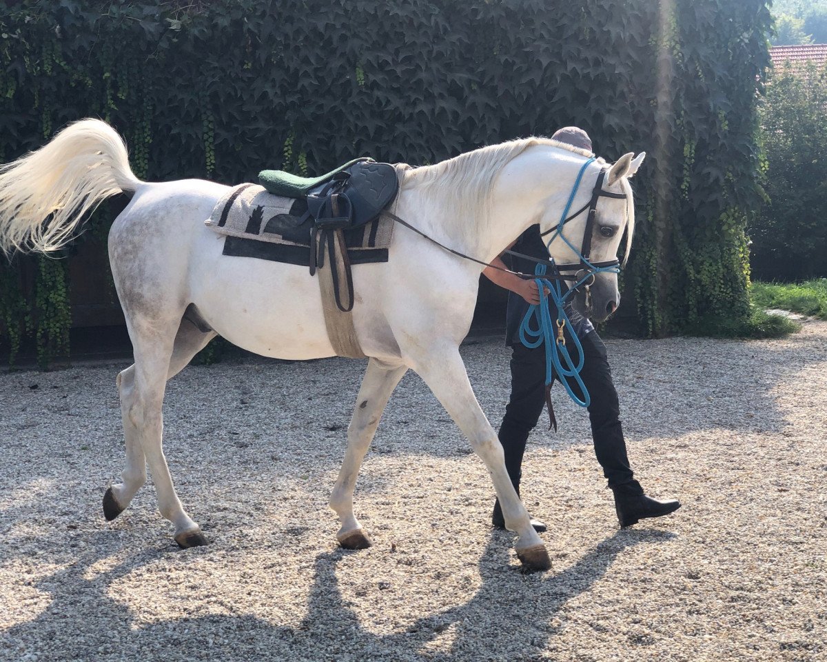 horse AL JUSTICE ox (Arabian purebred, 2008, from WH Justice ox)
