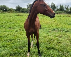 Pferd Crazy Circumstances (Oldenburger Springpferd, 2020, von Komme Casall)