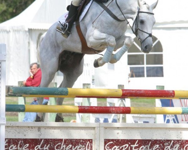 stallion Exocet de Ceran AA (Anglo-Arabs, 1992, from Fougueux AA)